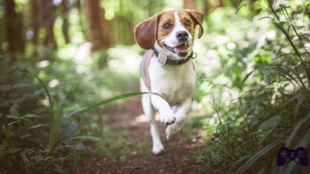 Traceurs GPS pour chiens et chats : 10 conseils pour choisir le meilleur appareil